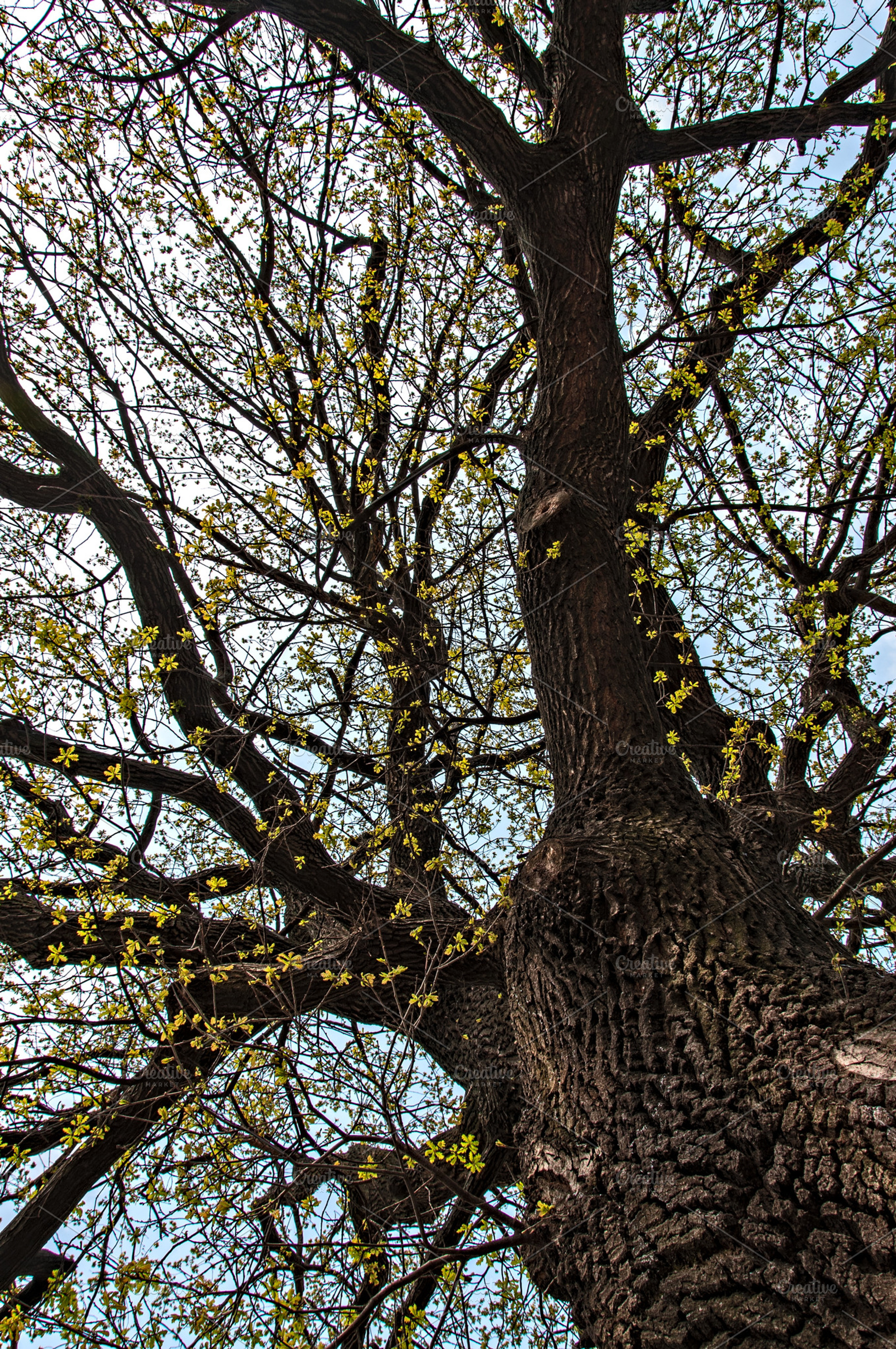 Oak