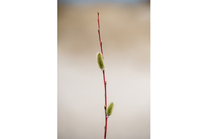 Pussy willow catkins, silver hairy