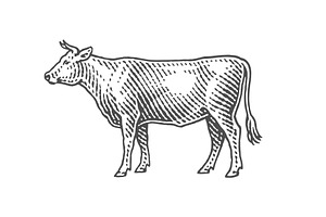 Bull. Black Angus., an Animal Illustration by Irina Trusova