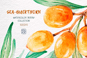 Sea-buckthorn, watercolor collection, an Illustration by Mallinka (Thumbnail 5 of 11)