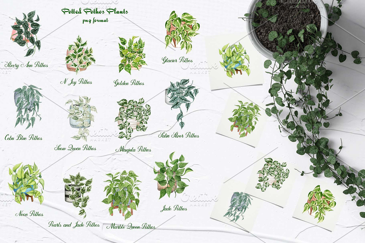 House Plants Watercolor Collection, an Object Graphic by BarvArt (Photo 3 of 8)