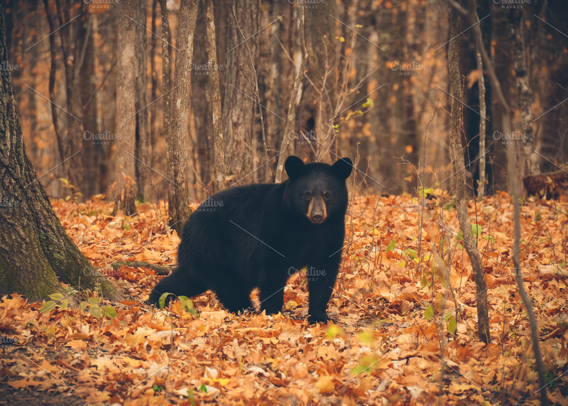 Black Bear in the Forest, an Animal Photo by Vanilla Extinction