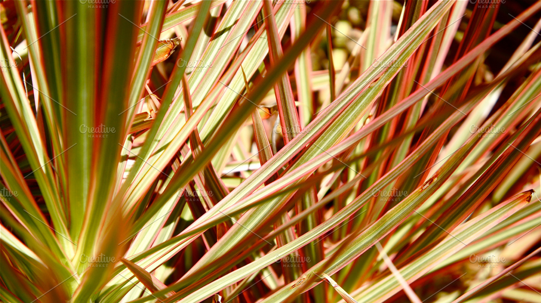 Red Sword Leaf