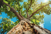 98 Trees view from below, a Nature Photo by Handmadefont (Thumbnail 11 of 98)