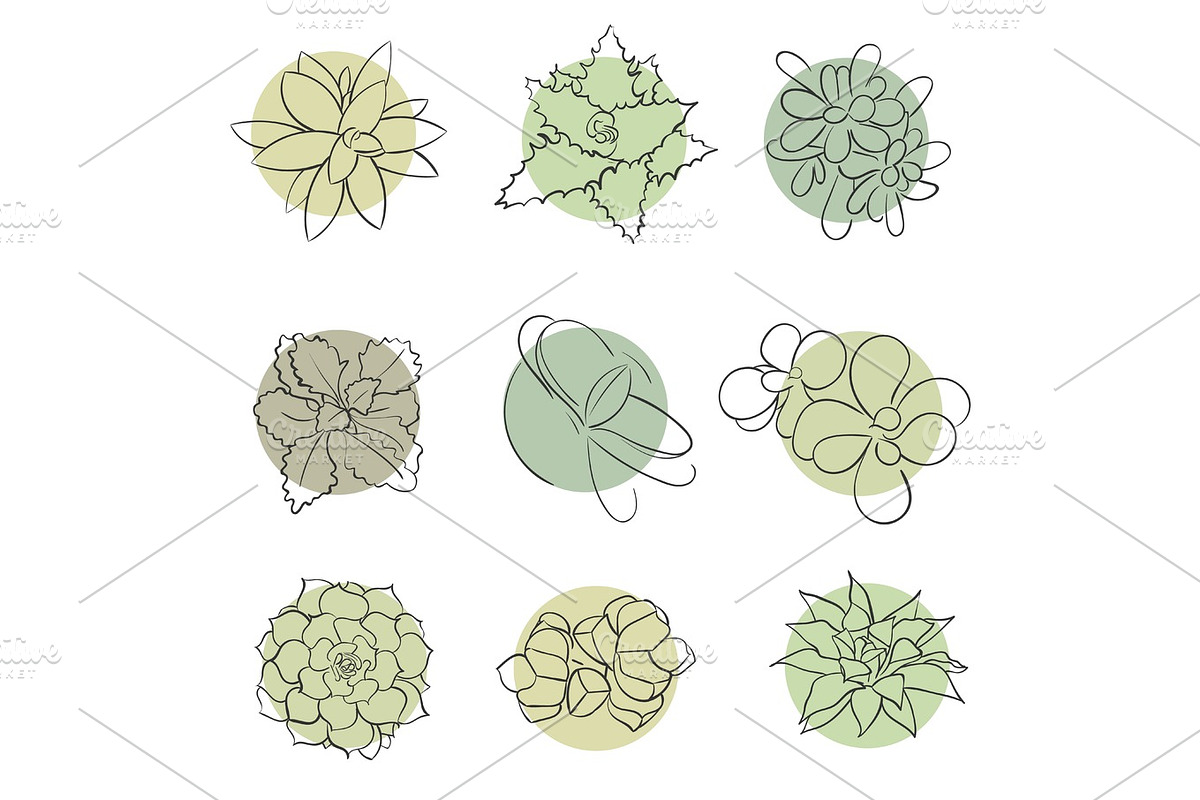 Set of hand drawn succulents., a Decorative Illustration by itiir