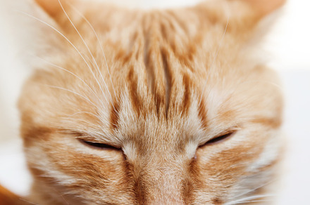 Red cat closeup portrait of the he featuring cat, animal, and head, an Animal Photo by TanaCh