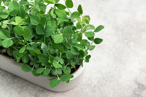 Fresh pea microgreens growing in a pot on a gray background, a Food & Drink Photo by Olena Rudo