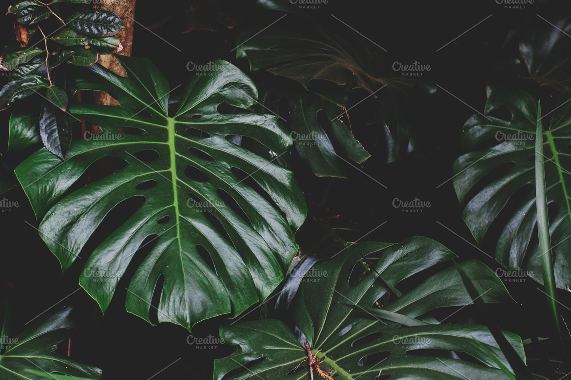 Monstera Leaves Closeup Stock Photo, a Nature Photo by René Jordaan Photography
