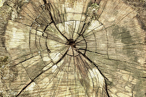 Close up textured detail of a tree stump with growth ring pattern and cracks re, a Nature Photo by Eugene_Photo