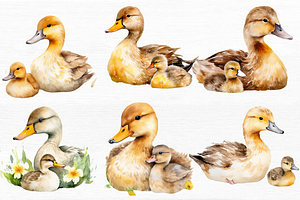 Mother And Baby Duck Watercolor Bund