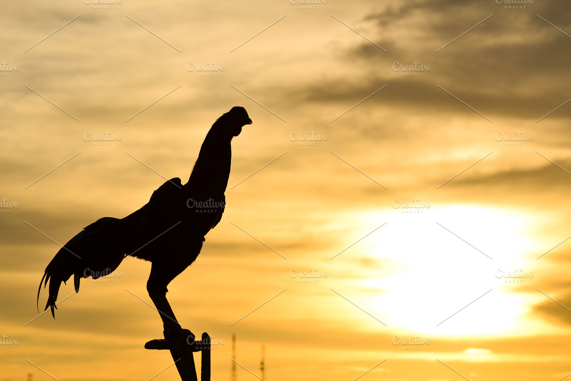 Silhouette of a Rooster at Sunrise, an Animal Photo by bastera