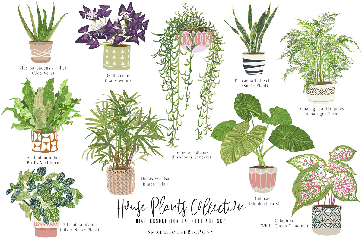 House Plants Collection Set II, a Graphic by SmallHouseBigPony (Photo 1 of 21)