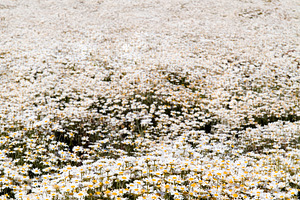 Field Of Daisy Flowers, a Nature Photo by THP Creative