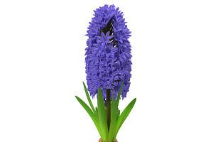 Hyacinthus Orientalis