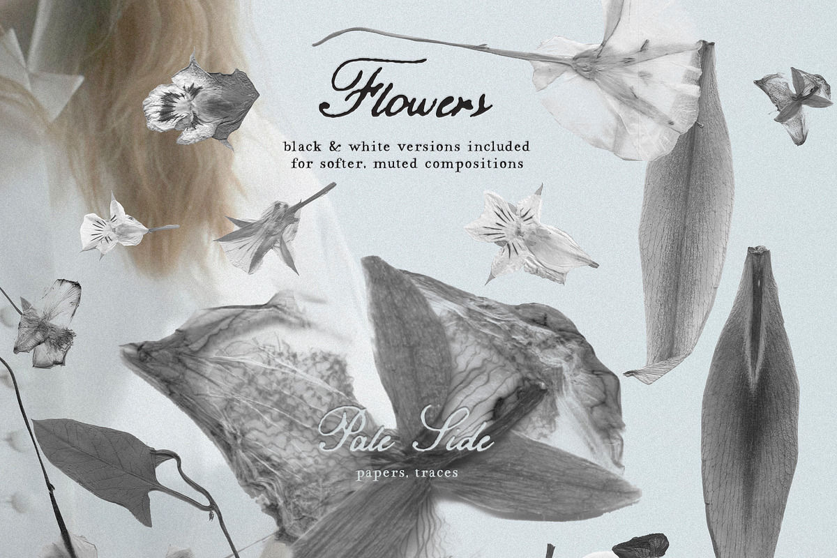 Pale Side: Papers, Flowers & Traces, an Object Graphic by Purple (Photo 9 of 16)