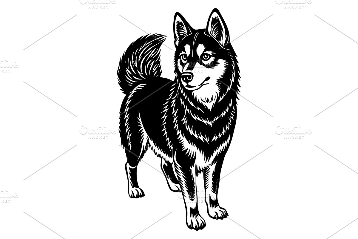 Alaskan klee kai, an Illustration by Mark1987