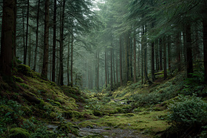 Walking through a foggy forest path, a Photo by Pavel_design