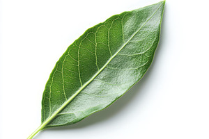 Single Green Leaf Isolated on White, an Abstract Photo by Pixeness Studio