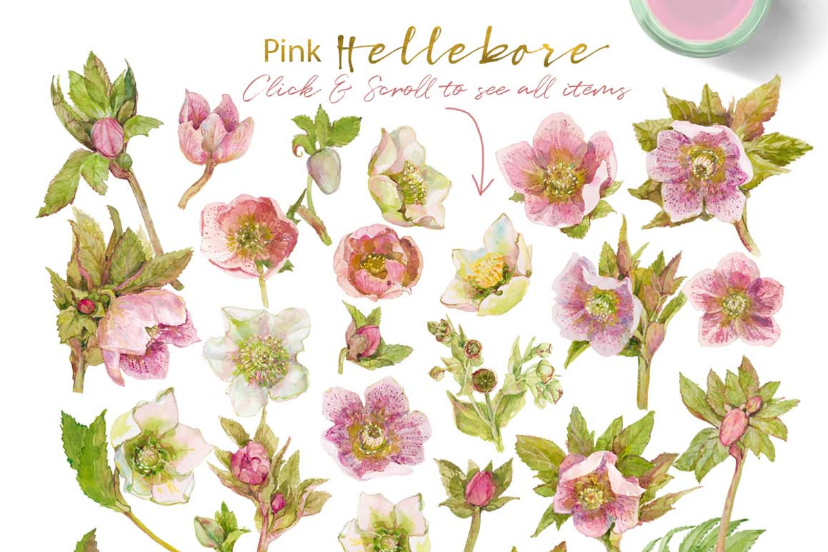 Pink Hellebore-Floral Clipart, an Illustration by watercolorwild.graphics (Photo 2 of 6)