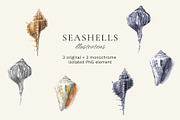Seashells watercolor illustrations, an Illustration by JulShuman (Thumbnail 2 of 8)