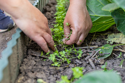 Female farmer weeding a vegetable garden