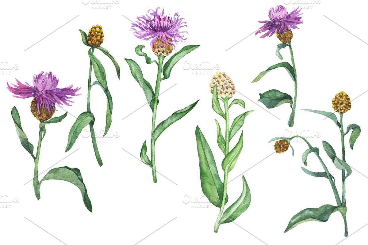 Watercolor floral set, an Illustration by Watercolor & sketches (Photo 4 of 7)