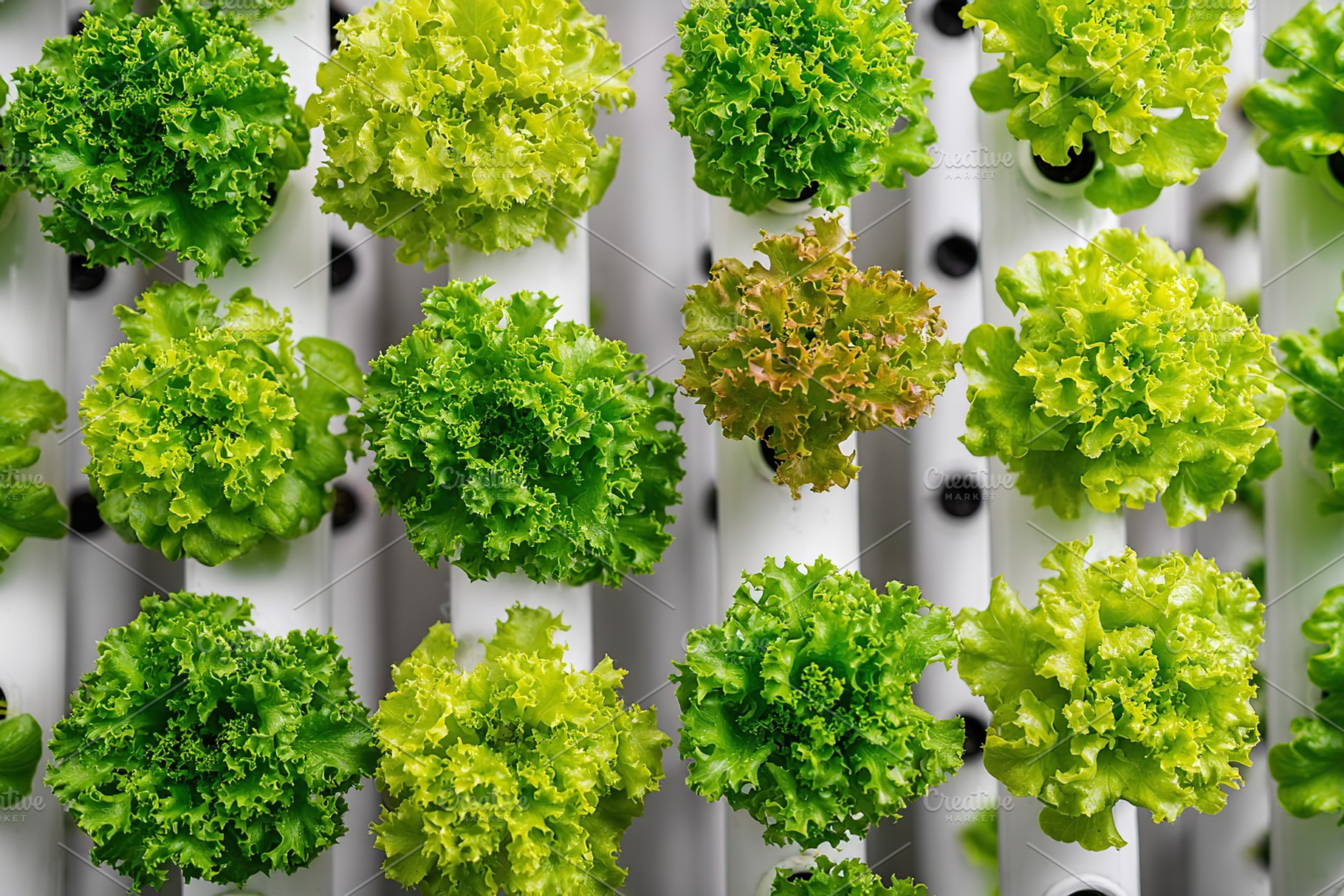 Urban hydroponic garden showcasing vibrant leafy greens in a compact space, a Food & Drink Photo by AlyaAnd
