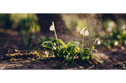 White snowdrop flowers in the, a Nature Photo by Yummypic