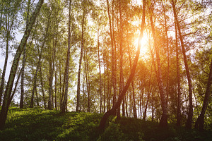 Sunlight filtering through the tall birch trees in a lush green, a Nature Photo by Eugene_Photo