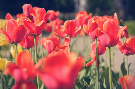 Field of red flowers stock photo containing nature and color, a Nature Photo by NViolet