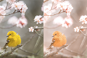 4 Spring Lightroom Presets, a Preset Add-On by AnagramDesign (Thumbnail 2 of 7)