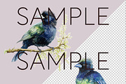 New Zealand Native Bird Clipart, an Animal Illustration by Pawcasso's Portraits (Thumbnail 4 of 9)
