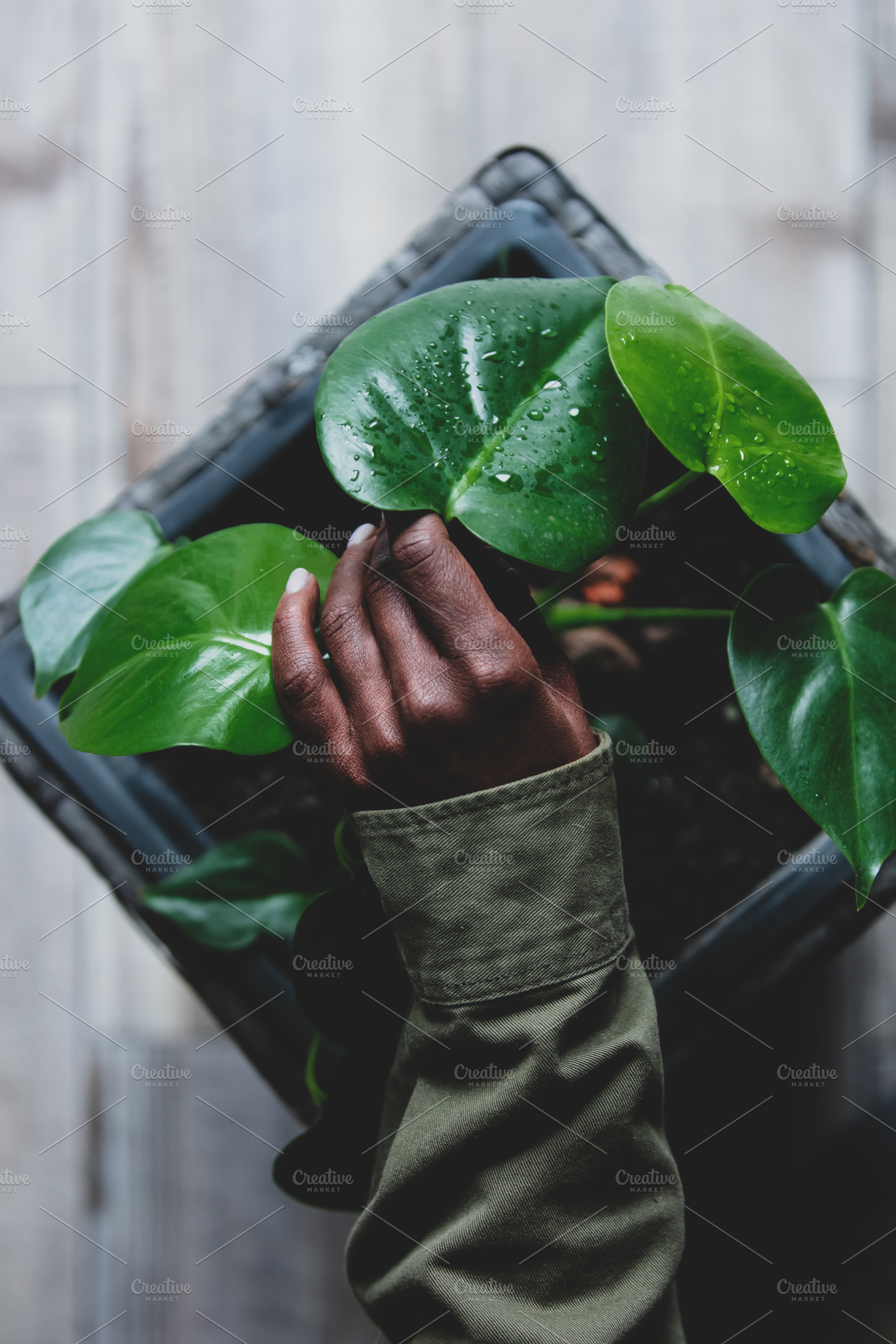 Black woman hand touch a palm plant in a pot at home, a Nature Photo by Masson Simon