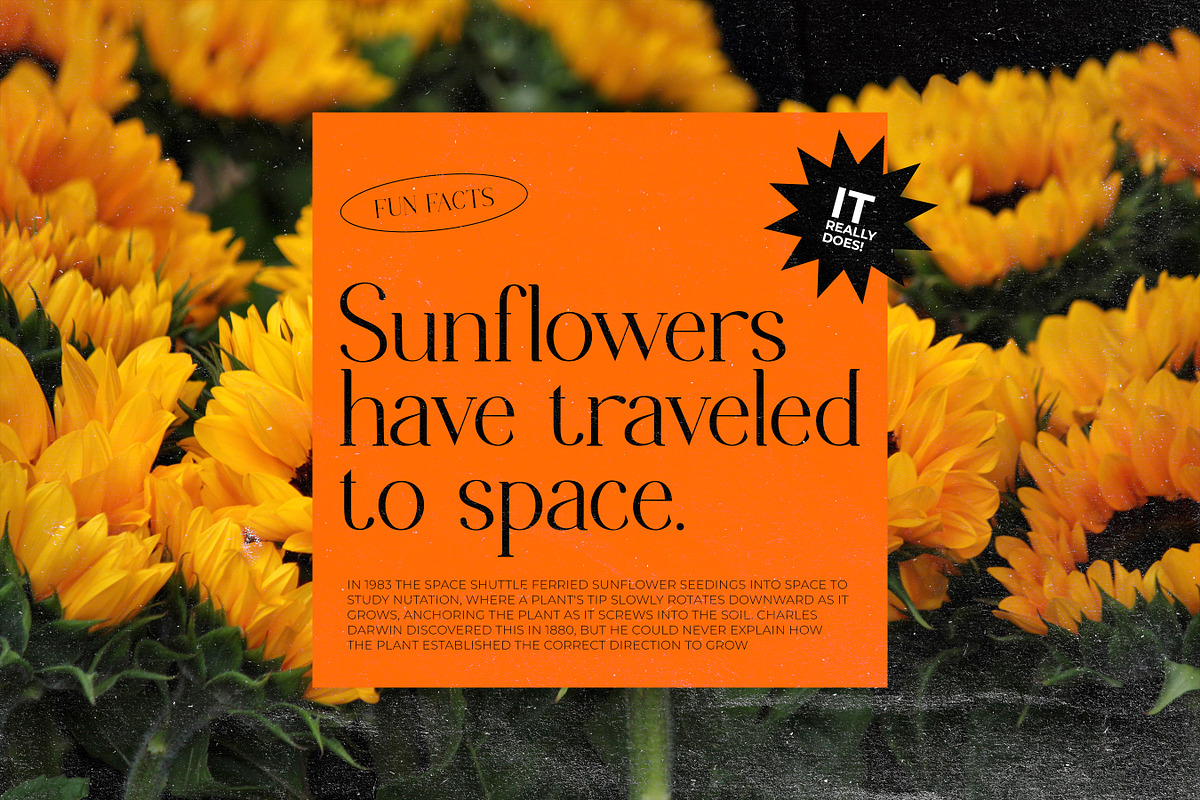 Chanley - Modern Font Serif, a Serif Font by Flawless And Co (Photo 9 of 10)