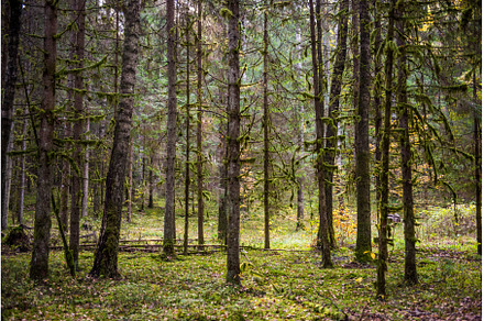 Autumn forest, wild dense pine, a Nature Photo by COLORFUL