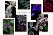 Dark bloom. Floral Backgrounds, a Background Graphic by PaperJamLab (Thumbnail 2 of 14)