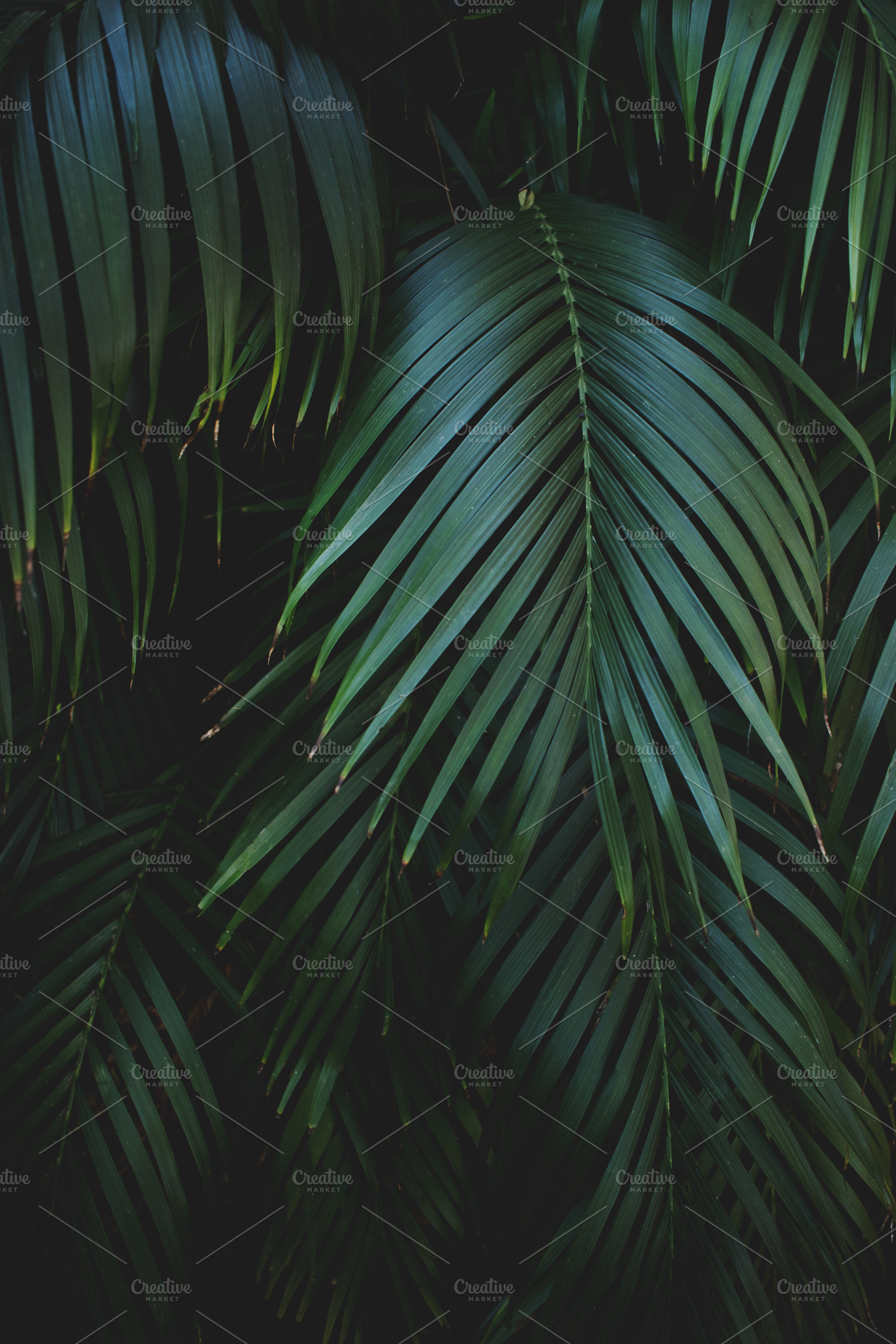 Low Key Palm Leaves Portrait, a Nature Photo by René Jordaan Photography