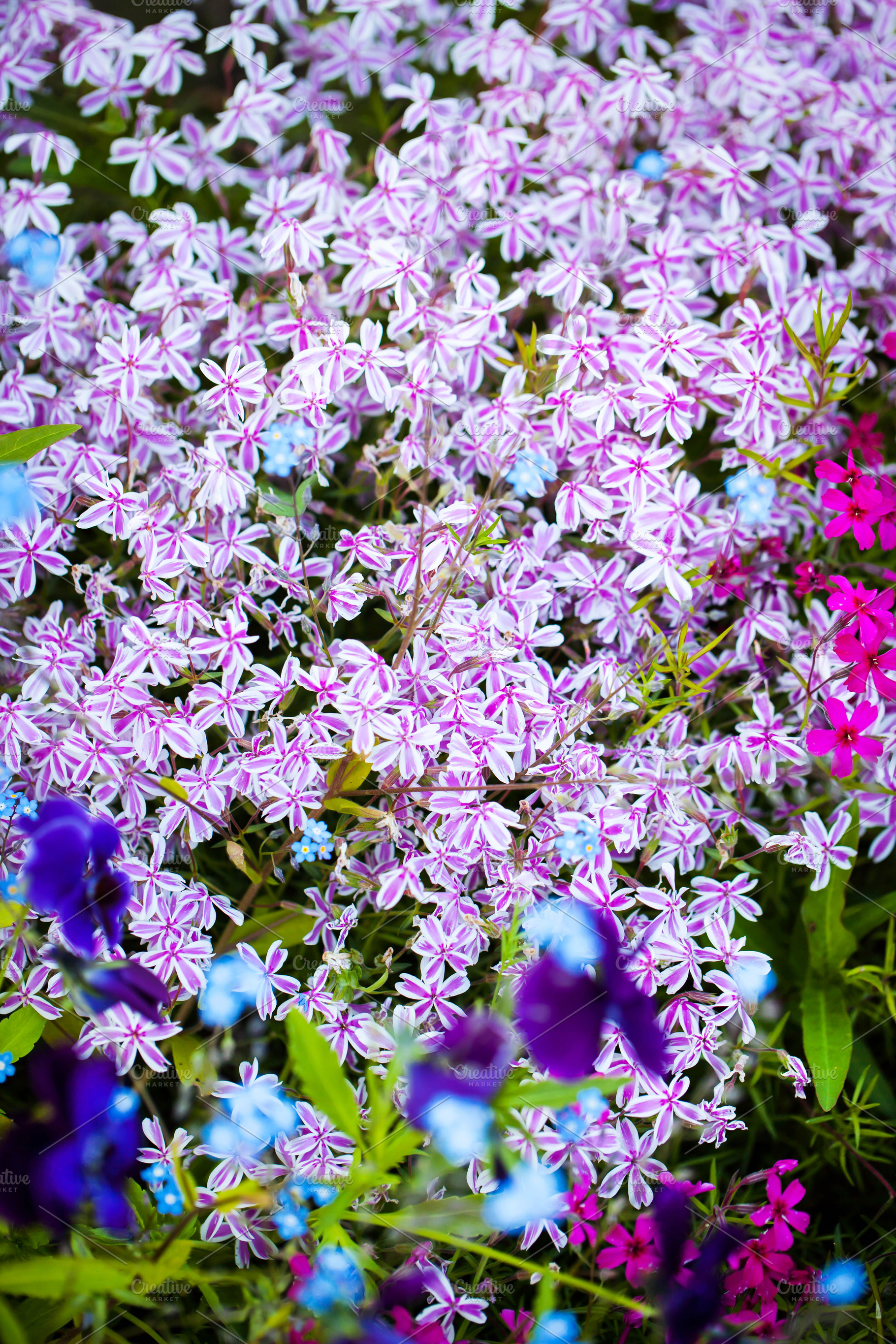 Phlox subulata the creeping phlox, a Nature Photo by Kate S