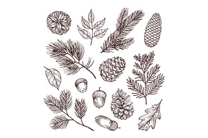 Sketch Fir Branches. Acorns And Pine