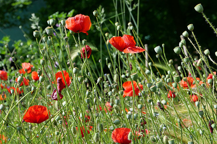 field of red poppies background