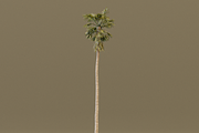 The California Fan Palm Tree, a Plants & Tree 3D Model by FuturePastCreatives (Thumbnail 8 of 8)