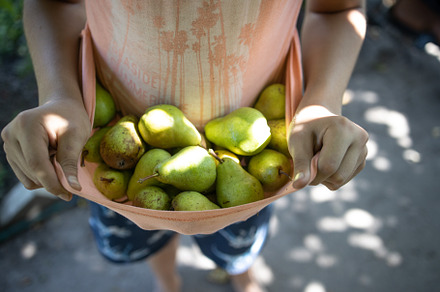 boy holding a lot of pears