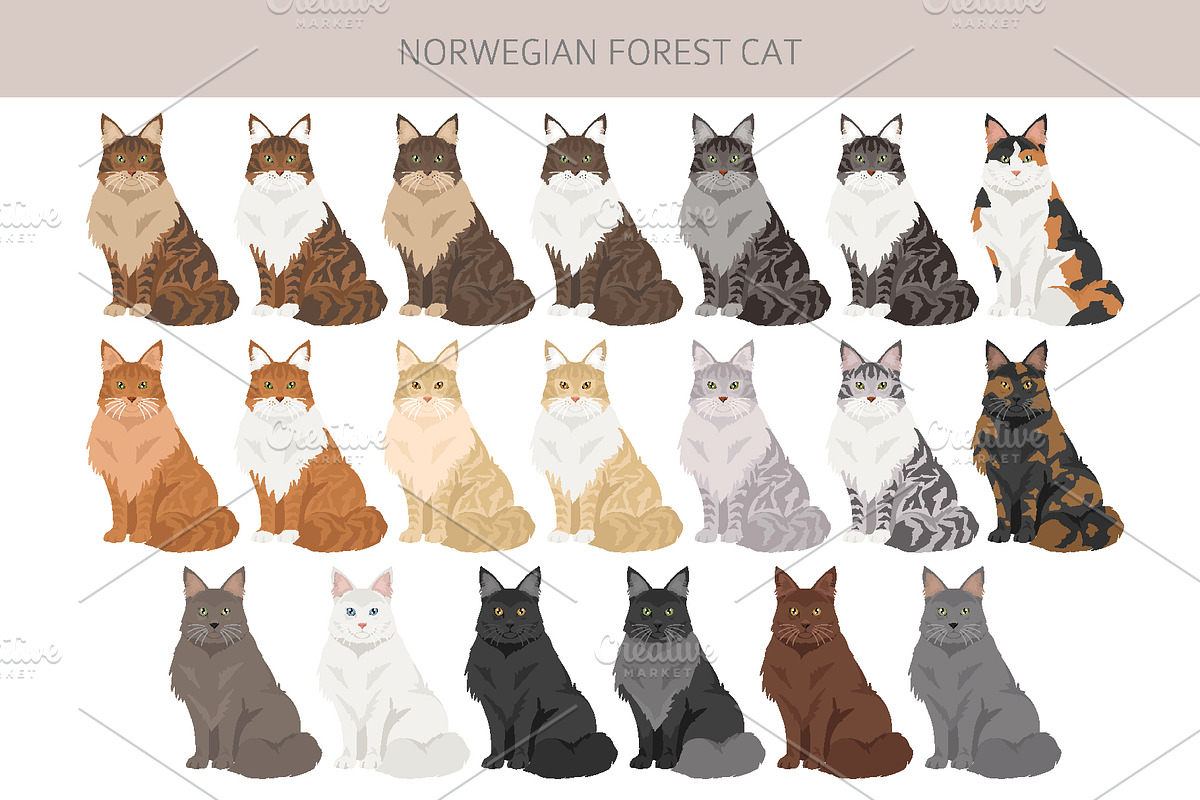 Norwegian Forest cat clipart, an Animal Illustration by pet design shop (Photo 3 of 6)