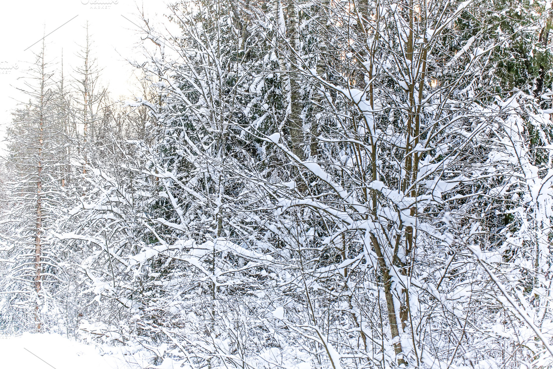 Winter landscape with soft selective focus. Fir in the snowy forest., a Nature Photo by sabyna75