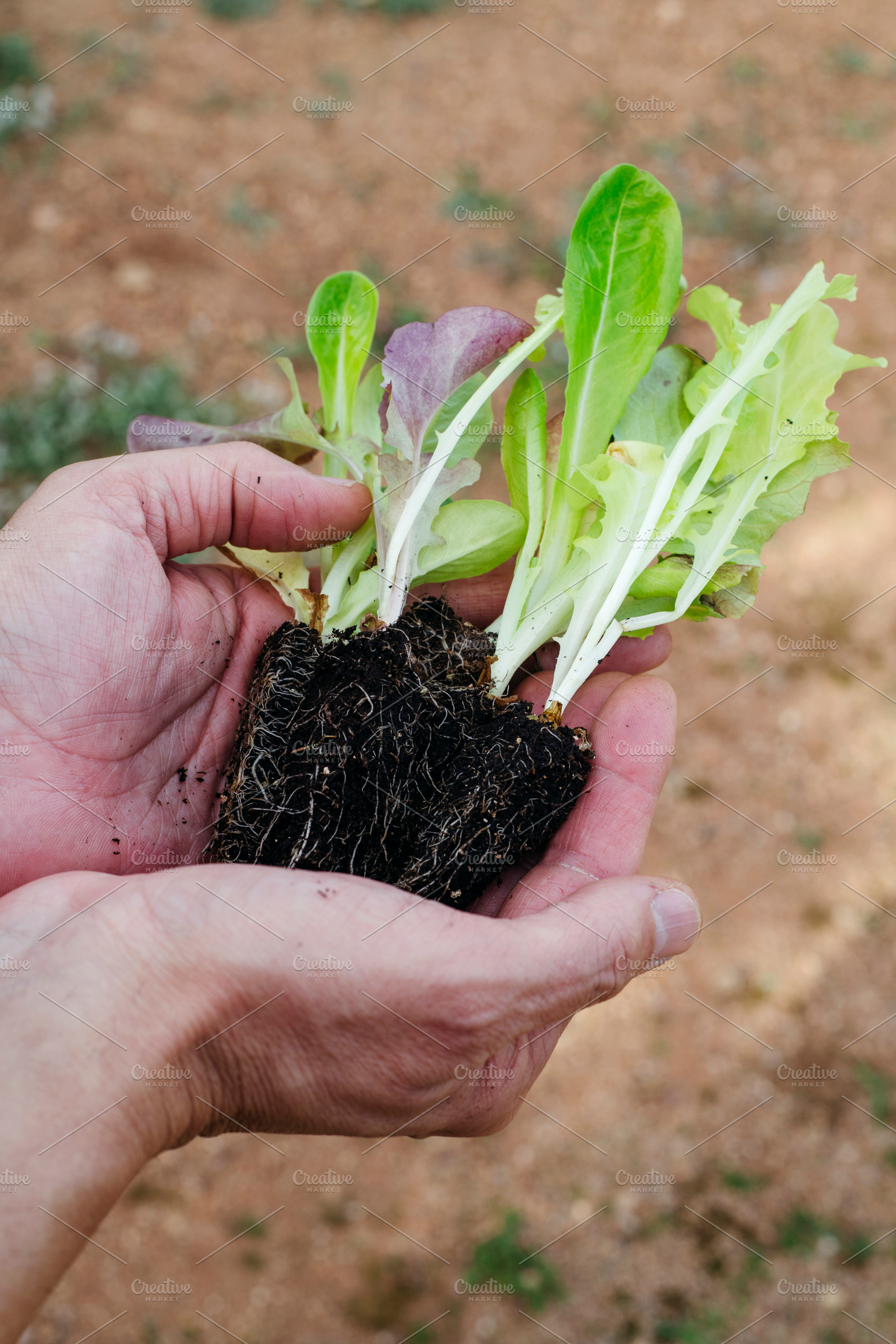 a man holds several small lettuce seedlings, a Photo by Nito
