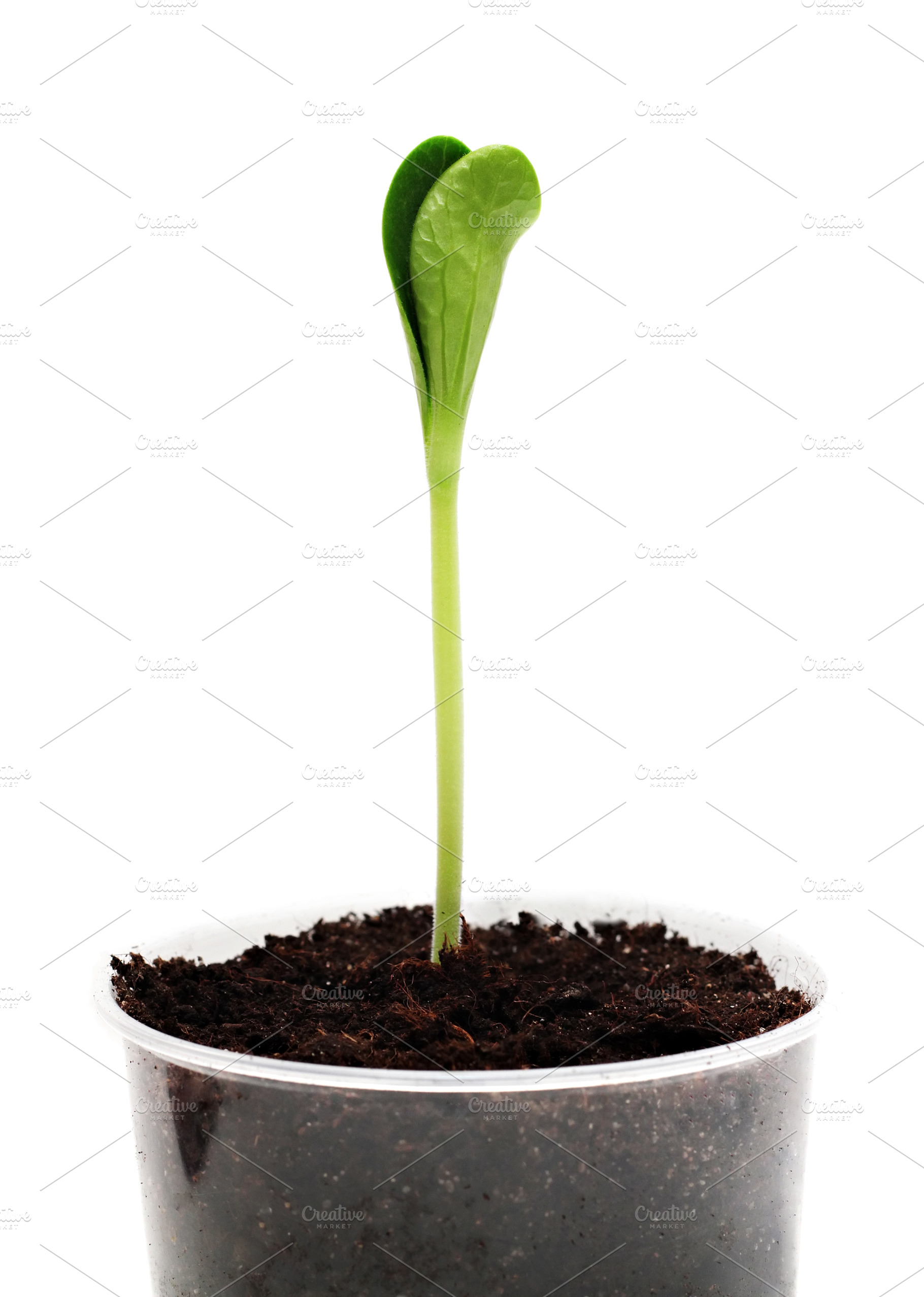 Sprout in the pot, a Photo by saiko3p