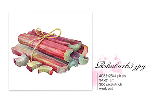 RHUBARB. Set Of 4 Watercolors.