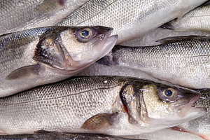 Silver fish displayed on ice, a Food & Drink Photo by DanFLCreativo