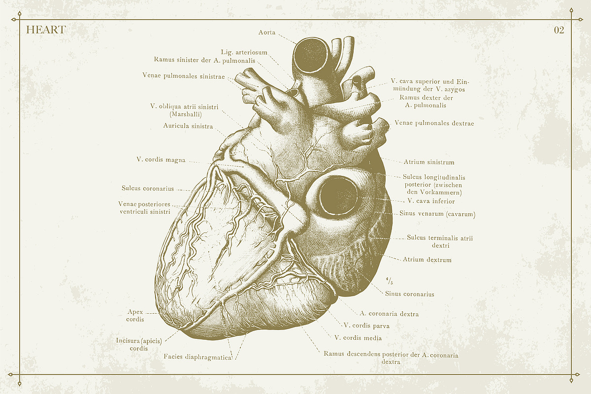 100+ Vintage Anatomy Vectors, a Healthcare Illustration by Shizzle Stock (Photo 3 of 20)