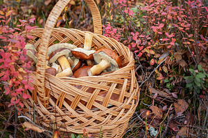 Basket full of mushrooms in autumn forest, a Food & Drink Photo by Olena Rudo